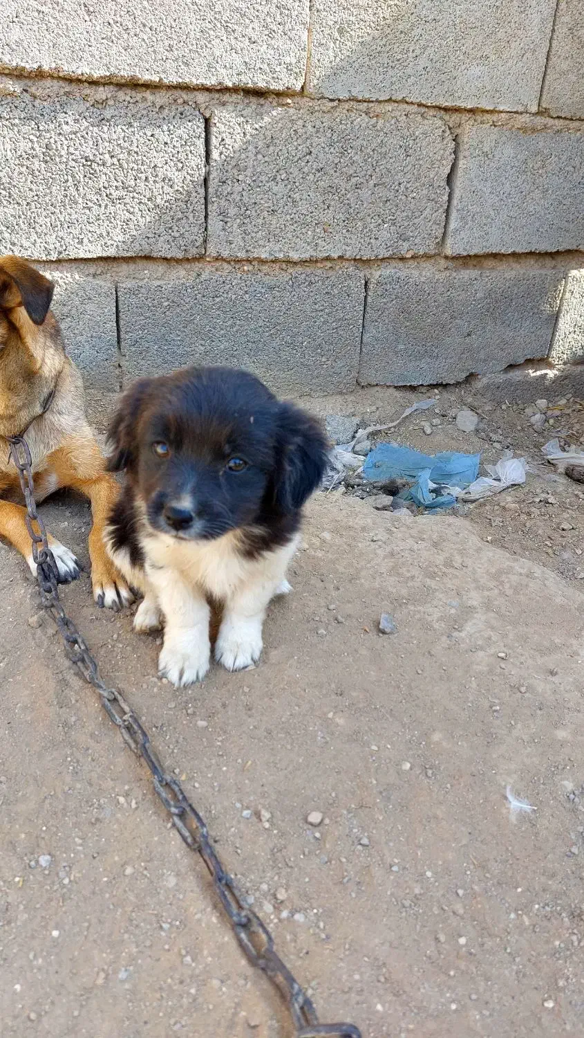 سگ پشمالو پاکوتاه|سگ|شیروان (خراسان), |دیوار