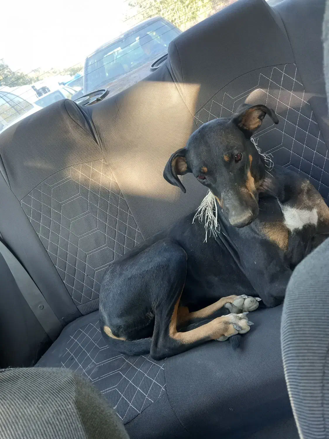 سگ دوبرمن ۸ ماه واگذا ر|سگ|مشهد, فدک|دیوار