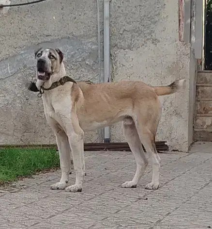 سگ نر الابای. پژدر سراب افغان ژرمن|سگ|تهران, قصر فیروزه ۱|دیوار