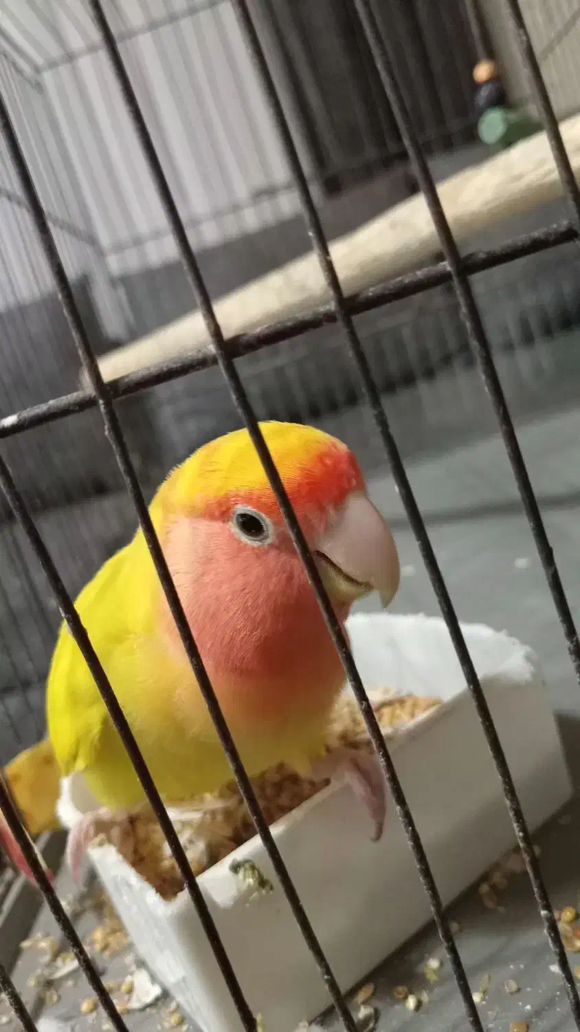 پرنده طوطی برزیلی|پرنده|لشت نشا, |دیوار