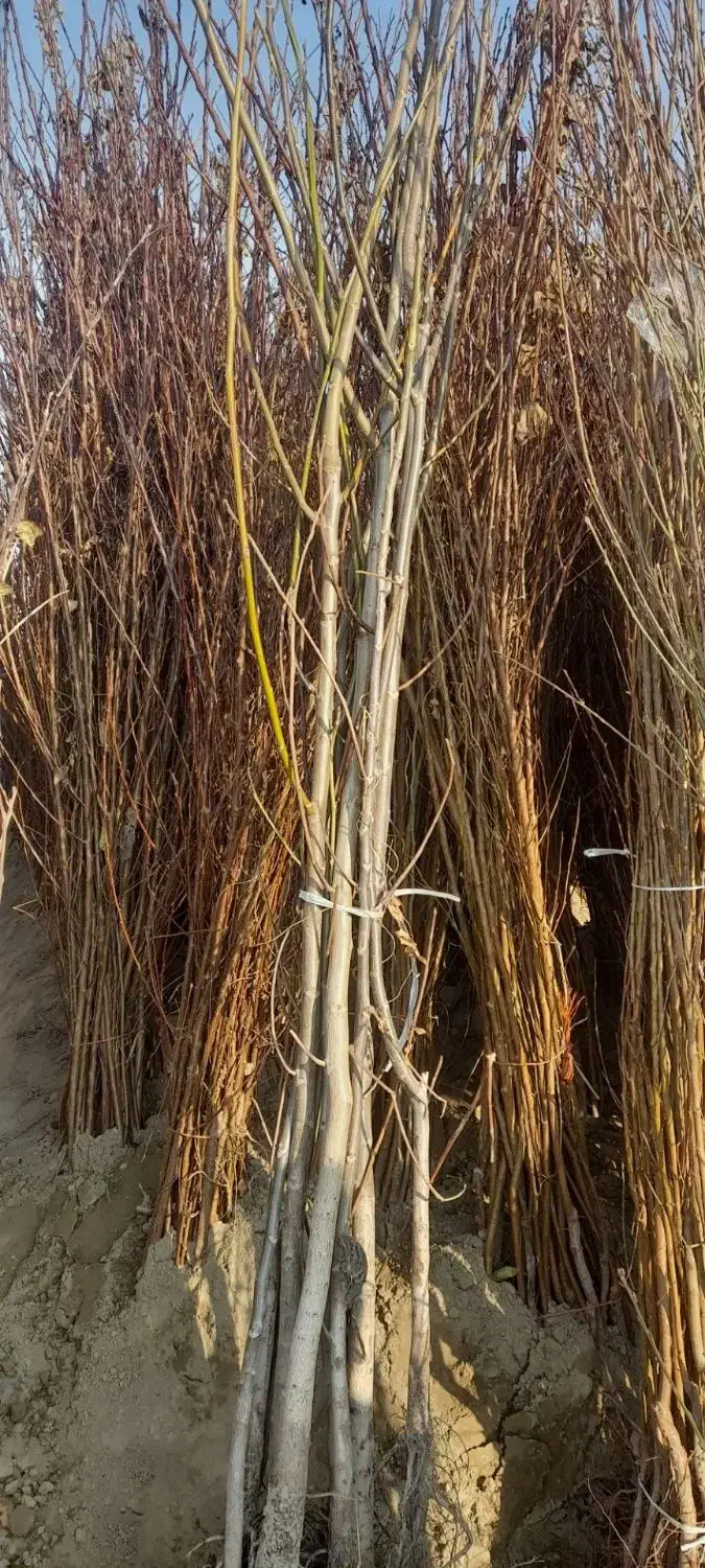 دهکده نهال|خدمات باغبانی و درختکاری|کرج, دهقان ویلا|دیوار