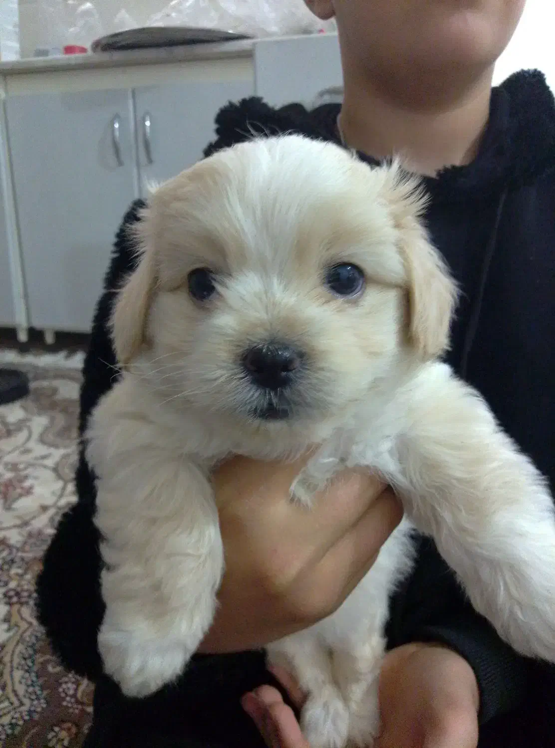 سگ مالتیز|سگ|قم, شهرک فاطمیه|دیوار