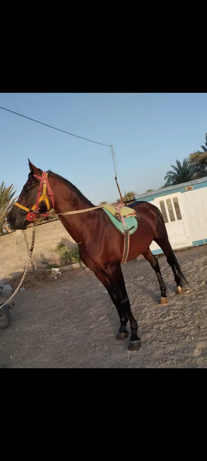 اسب|اسب و تجهیزات اسب‌سواری|بافق, |دیوار