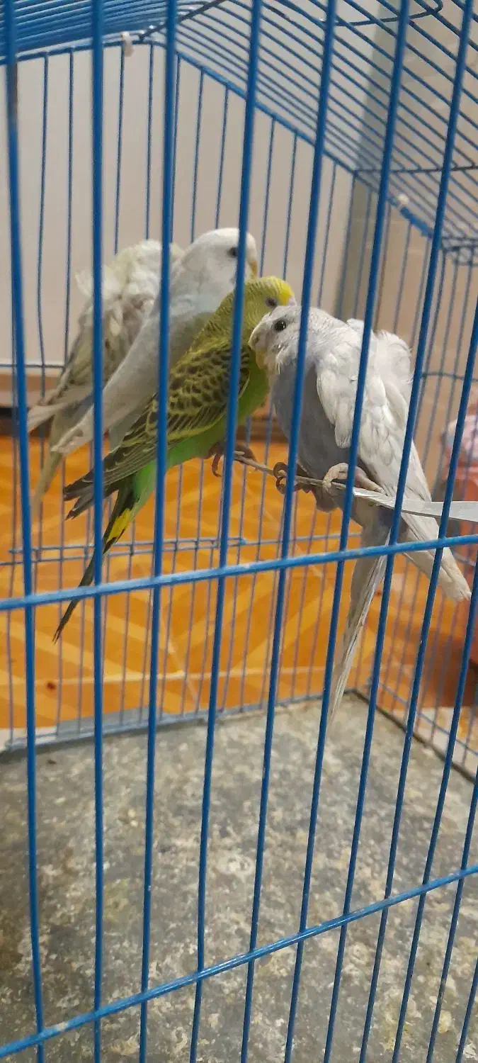 مرغ عشق فری ومعمولی|پرنده|مشهد, قائم|دیوار