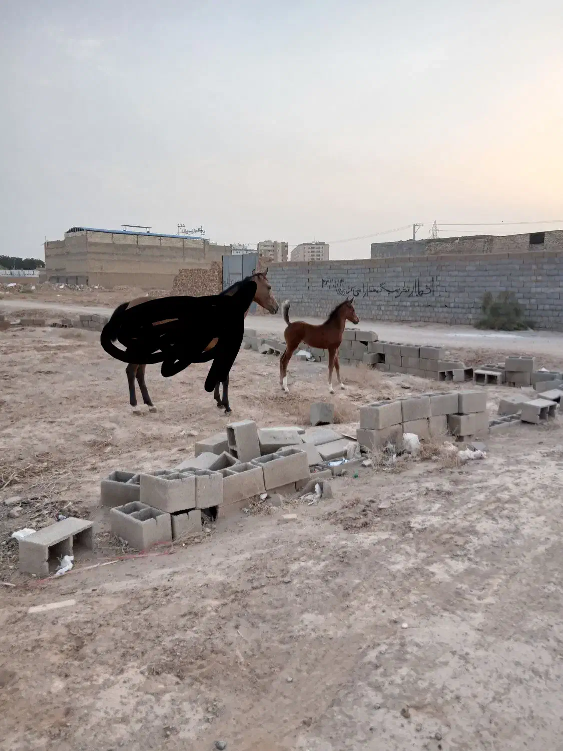 اسب مادیون با کره مادیون ۴ماهه مدرک دار|اسب و تجهیزات اسبسواری|یزد, |دیوار