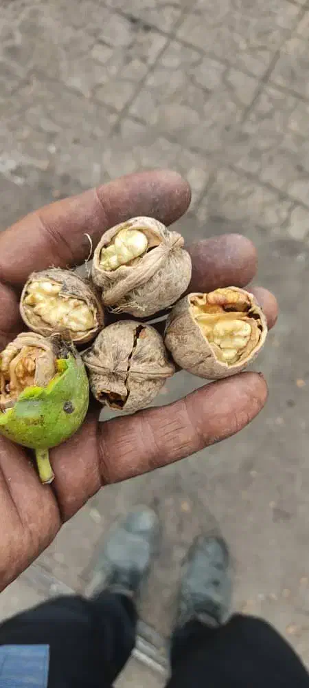 فروش گردو و شیره انگور همدان|خوردنی و آشامیدنی|تولم شهر, |دیوار