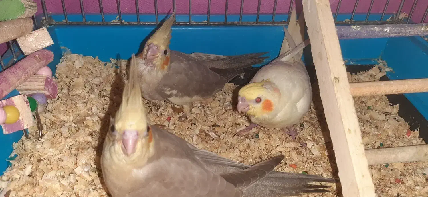 جوجه عروس هلندی رام ودستی|پرنده|کرج, شهرک بنفشه|دیوار