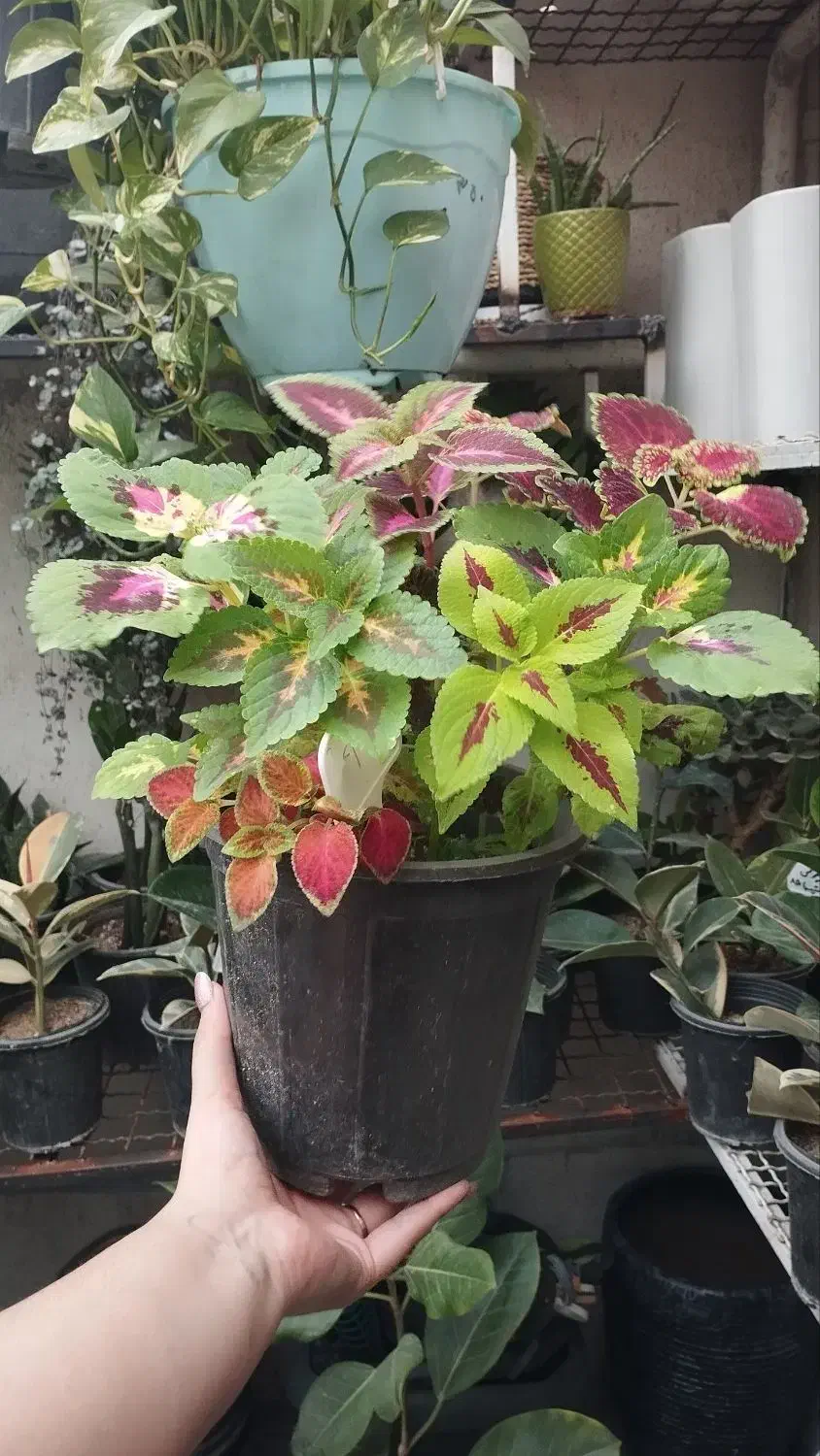 فروش گل و گیاه با بهترین کیفیت و قیمت مناسب|گل و گیاه طبیعی|مشهد, چهارچشمه|دیوار