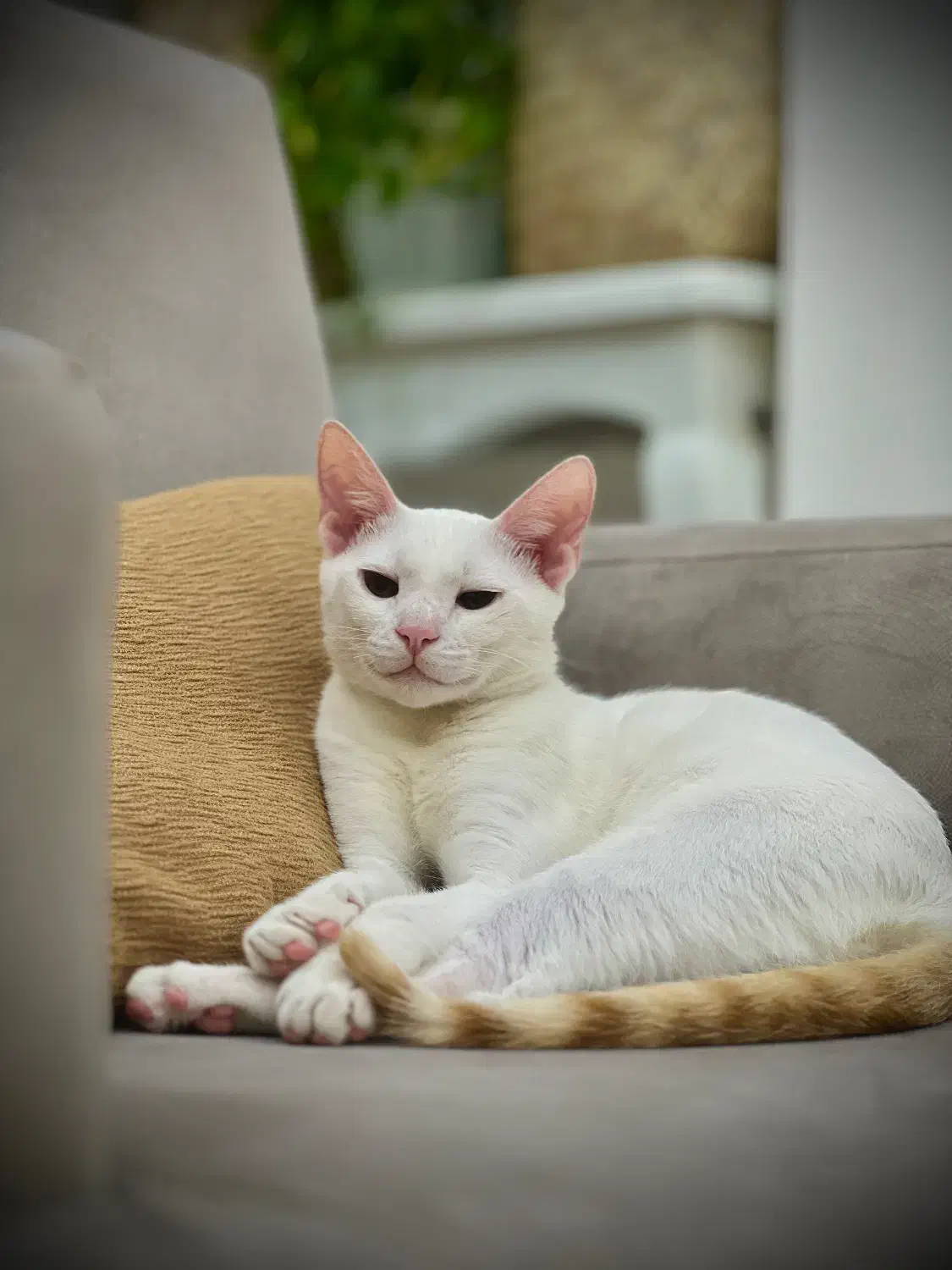 واگذاری رایگان گربه شناسنامه دار|گربه|رشت, حافظ آباد|دیوار