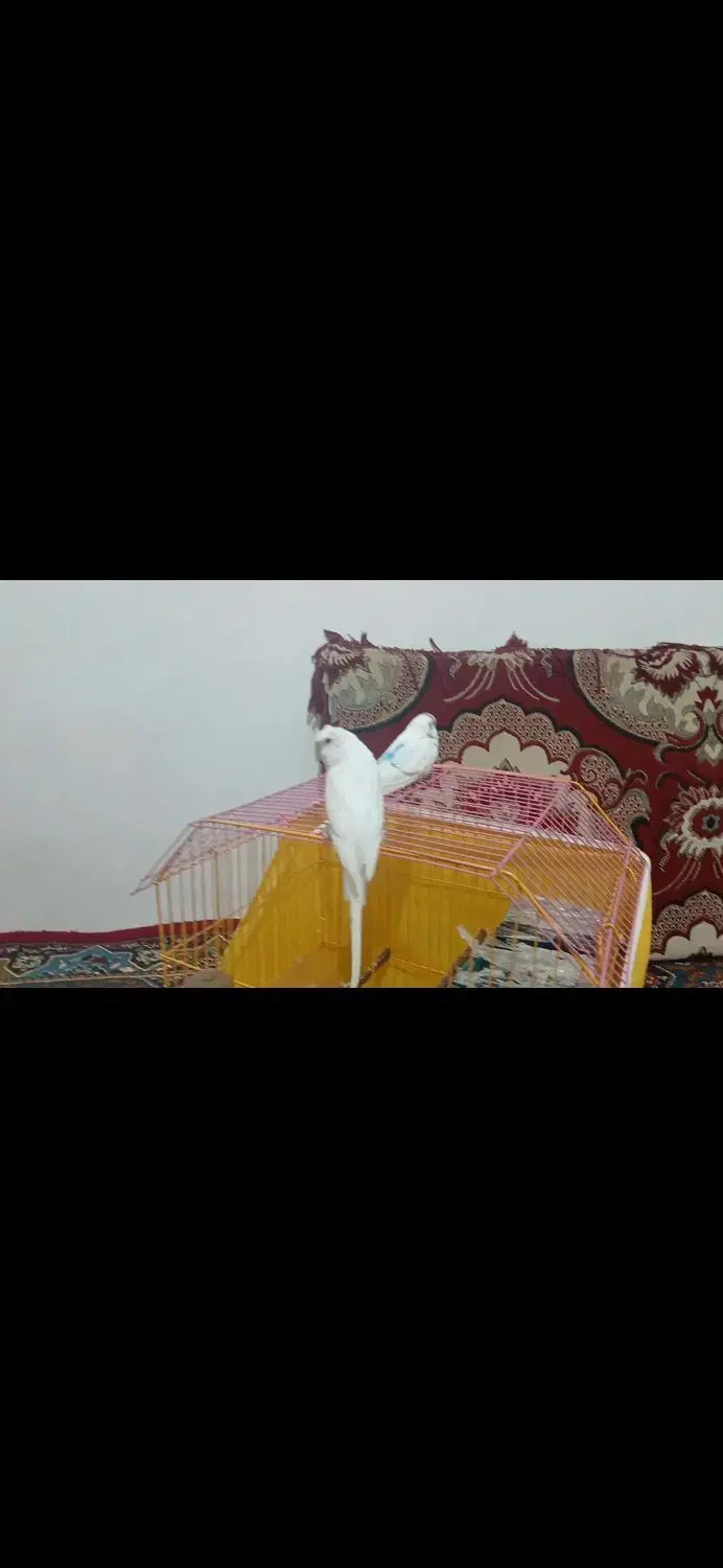 طوطی|پرنده|حویق, |دیوار