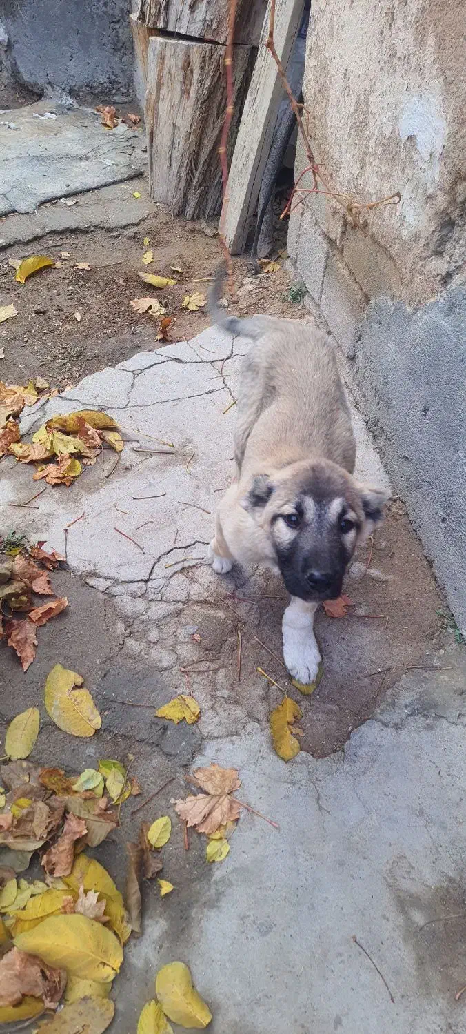 سگ ماده|سگ|هشترود, |دیوار