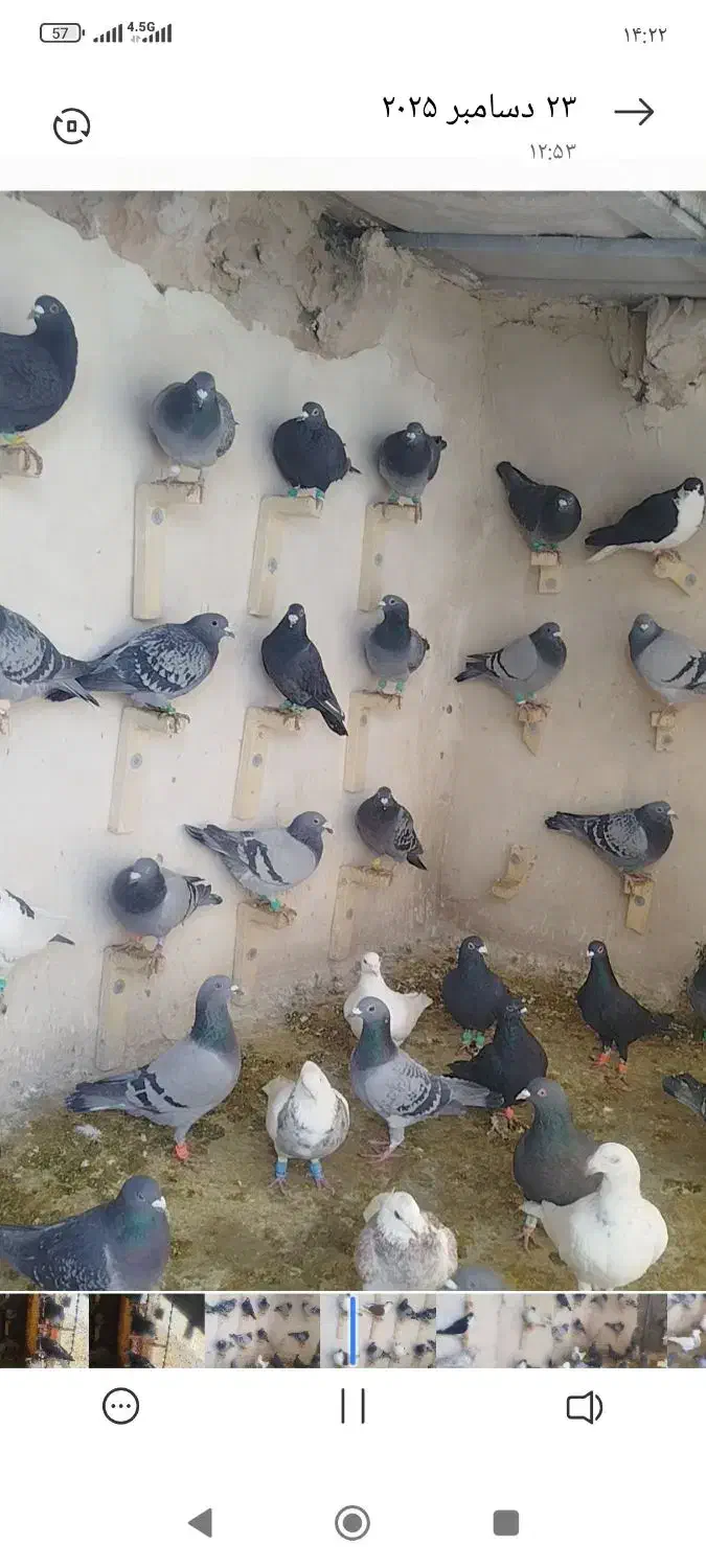 50عدد ماده  هوای قلدر|پرنده|تربت‌حیدریه, فتح المبین|دیوار