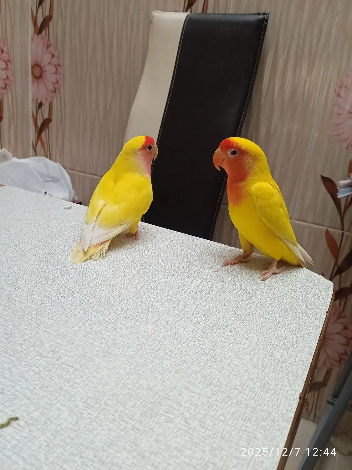 ی جفت طوطی برزیلی|پرنده|کرمانشاه, |دیوار