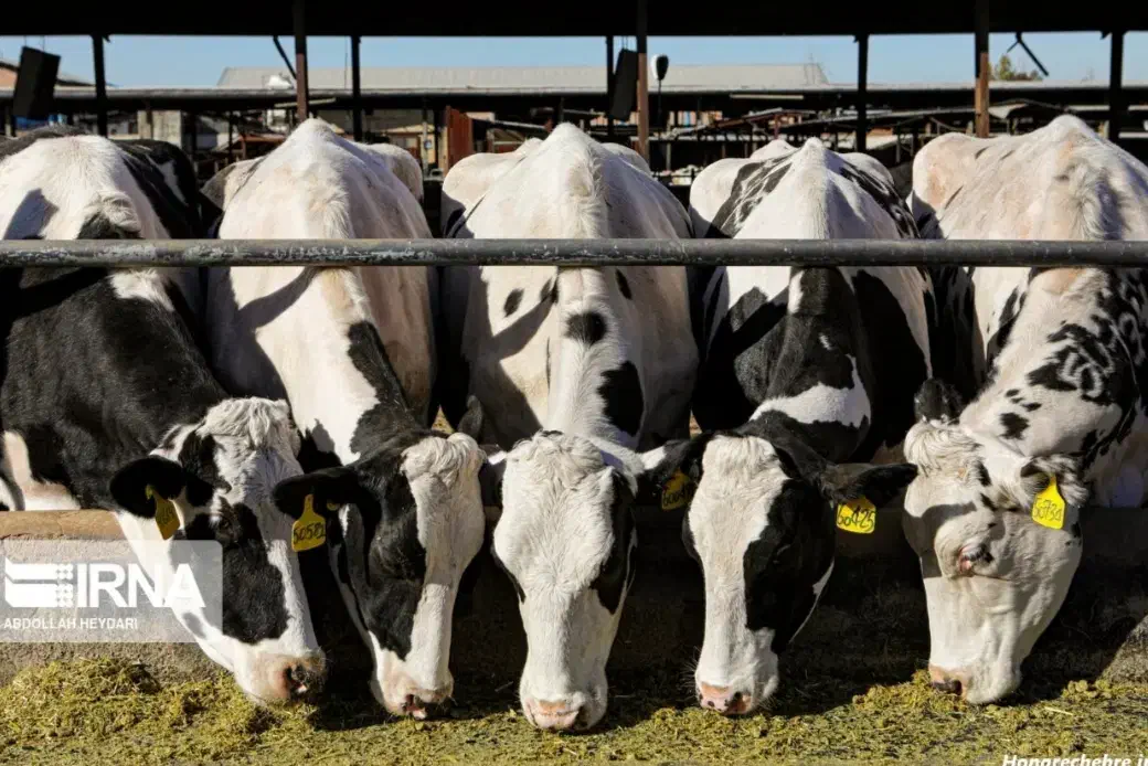 استخدام کارگر دامداری با مسکن رایگان|استخدام سرایداری و نظافت|شیراز, گویم|دیوار