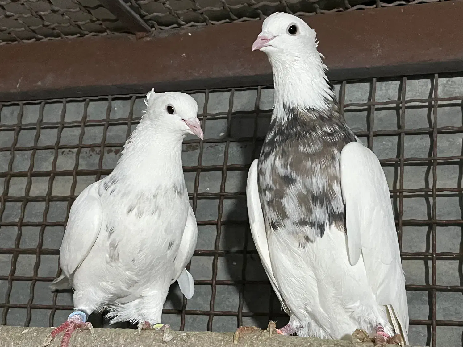 طوقی|پرنده|همدان, |دیوار