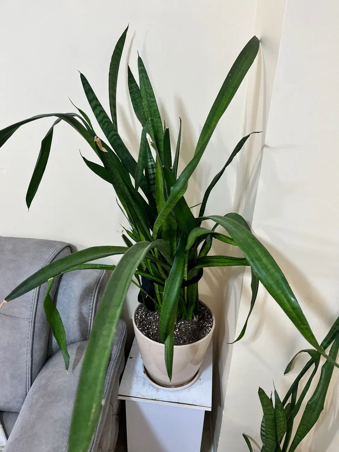 گلدان|گل و گیاه طبیعی|کنارک, |دیوار