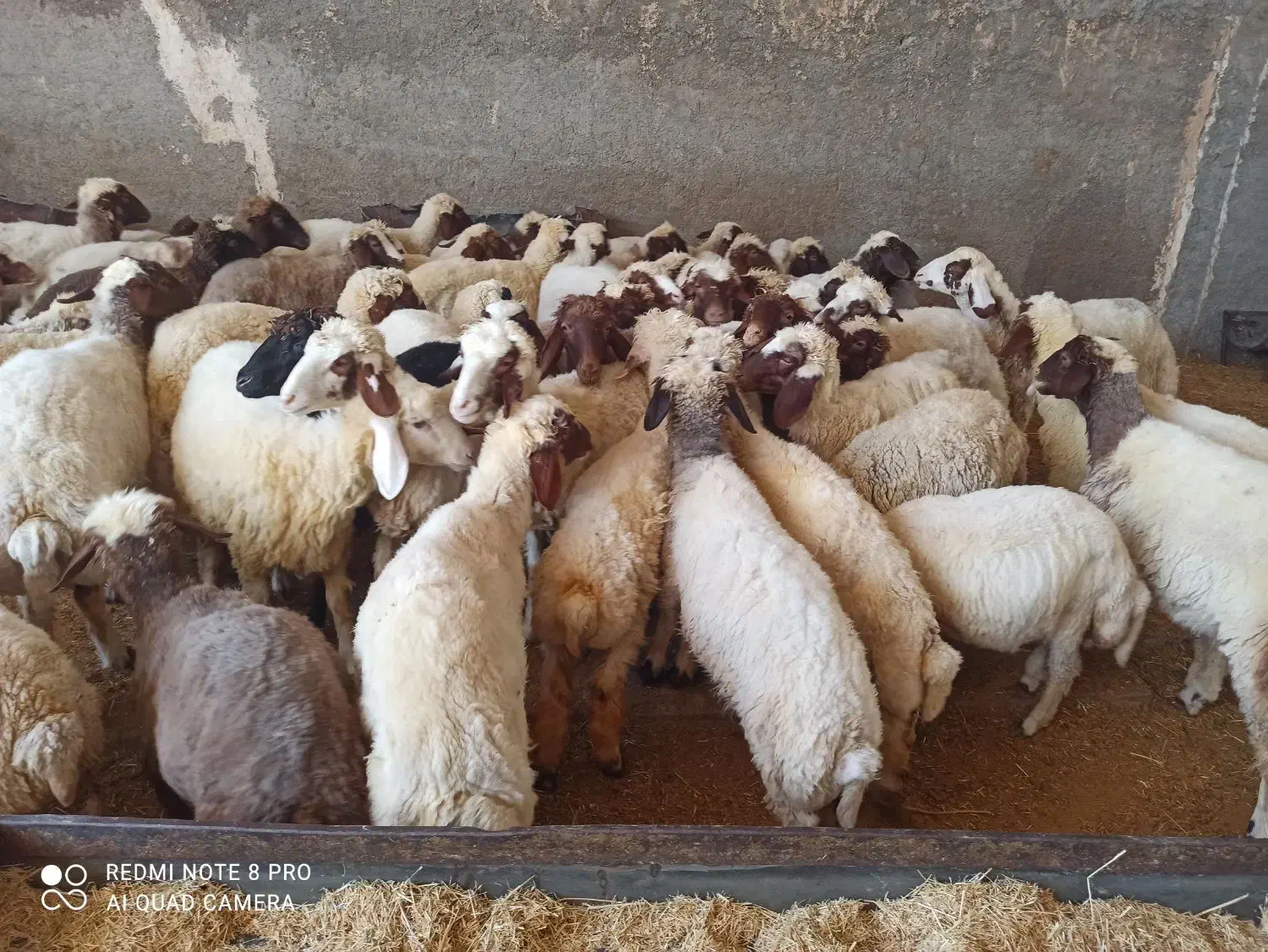 بره ماده|حیوانات مزرعه|ماهیدشت, |دیوار