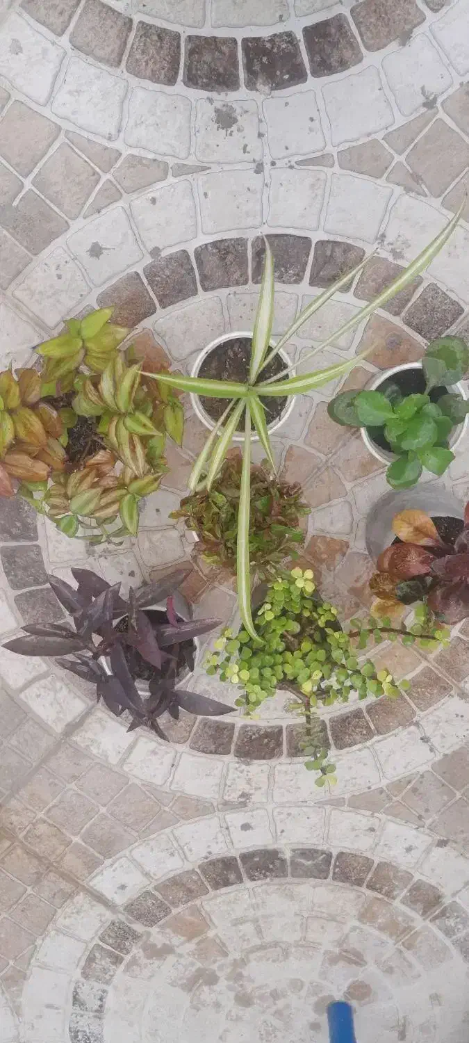 گلهای طبیهی|گل و گیاه طبیعی|مسجد سلیمان, |دیوار