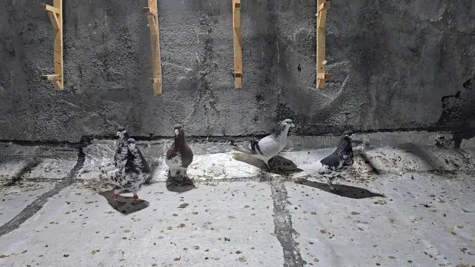 کبوتر|پرنده|برازجان, |دیوار