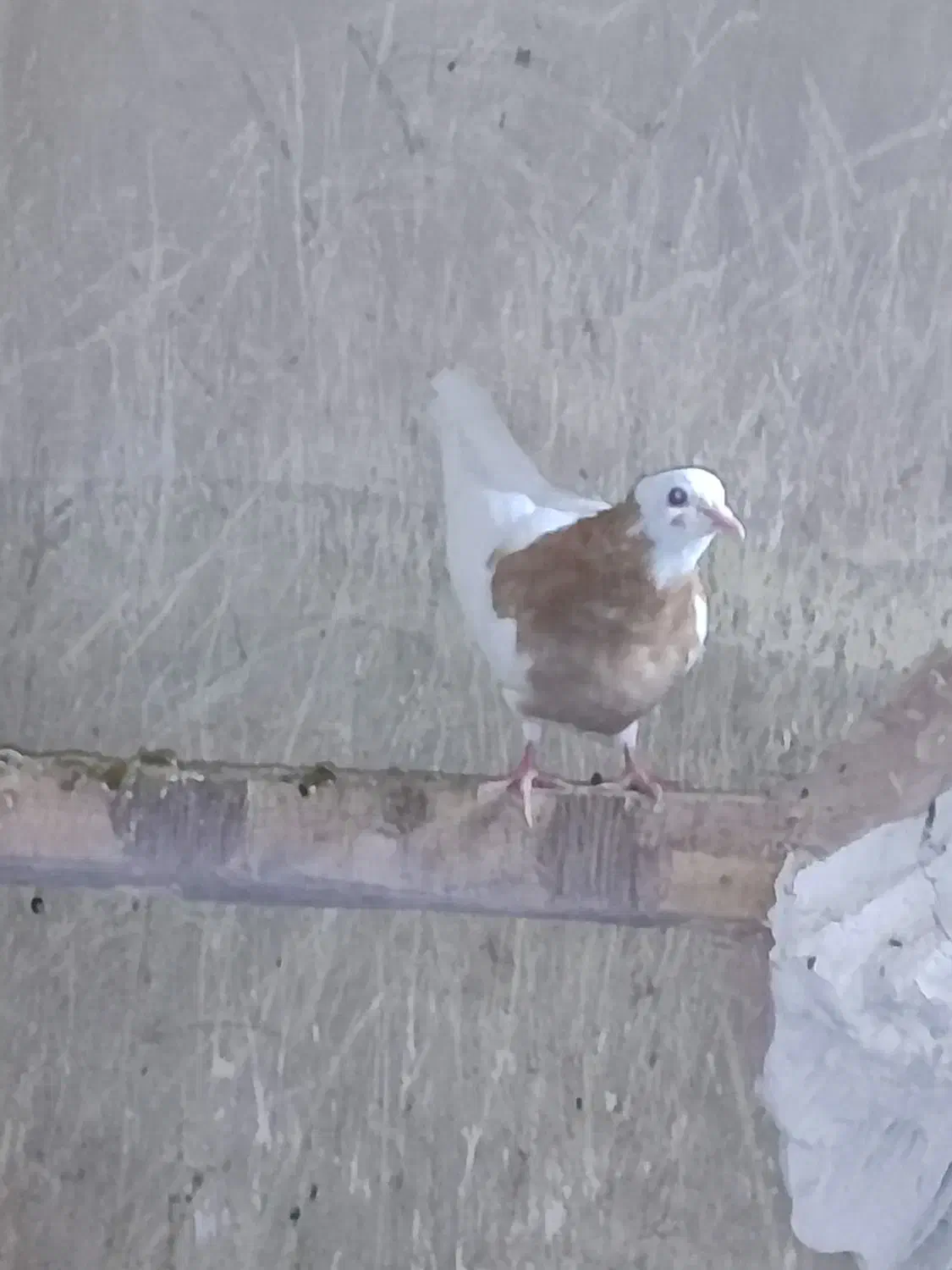 ۱۵۰۰۰۰۰۰|پرنده|میان جلگه, |دیوار