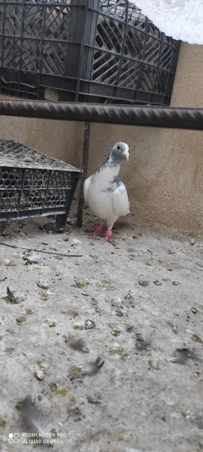 کفتر|پرنده|سپیدان, |دیوار