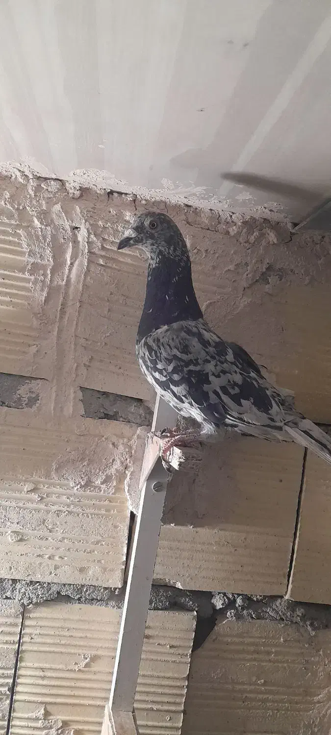 بیله نر پریده اوساکار|پرنده|رفسنجان, |دیوار