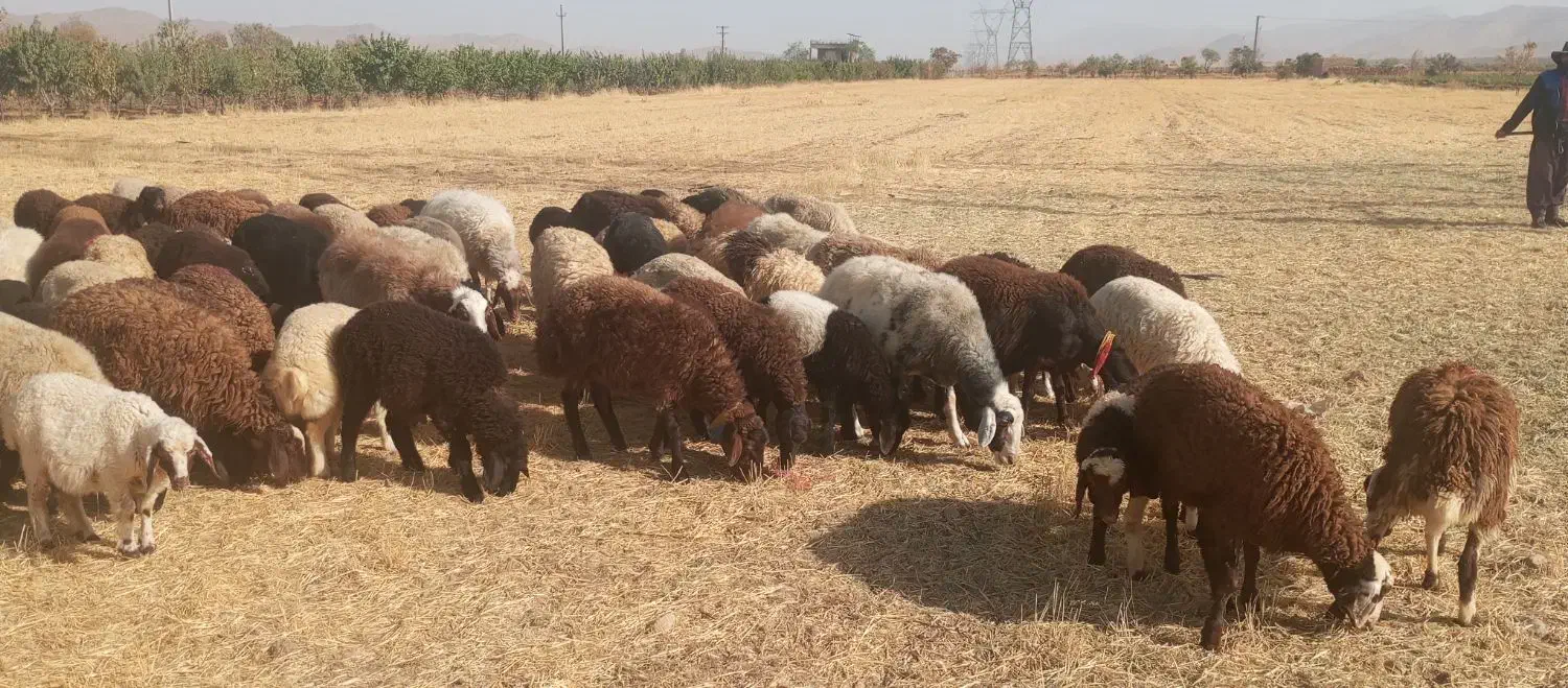 بره ماده افشاری و غزل افشار|حیوانات مزرعه|گلپایگان, |دیوار