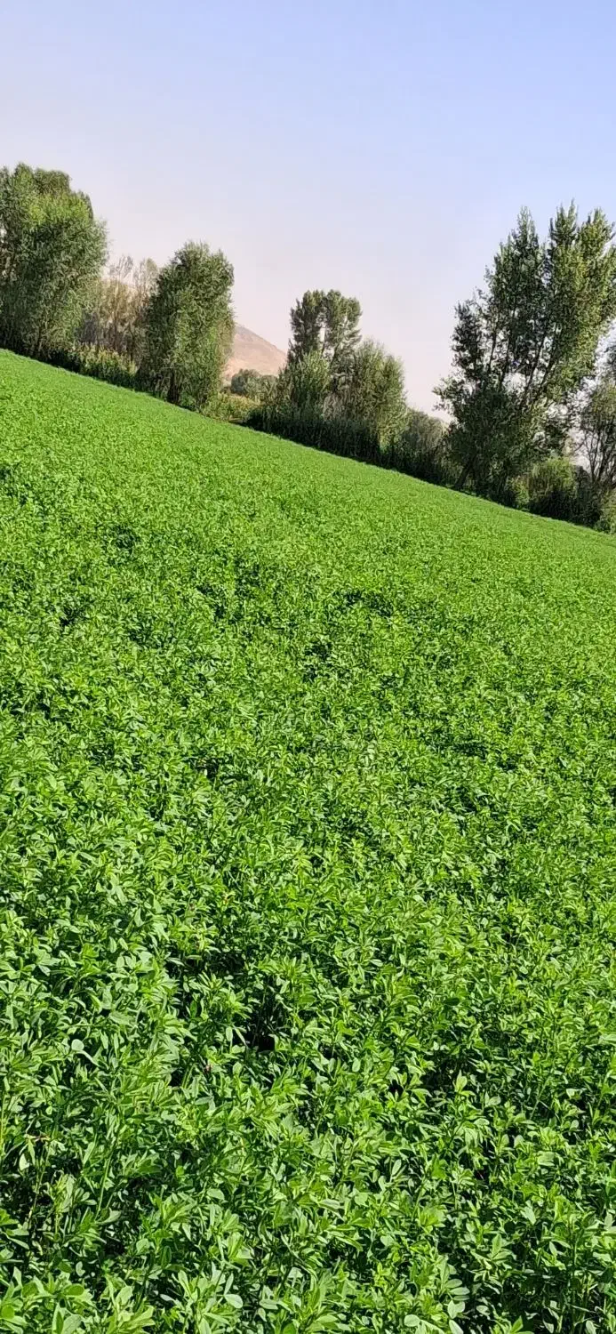 یونجه خالص پشه دورا پرس شده|خدمات باغبانی و درختکاری|اردبیل, |دیوار