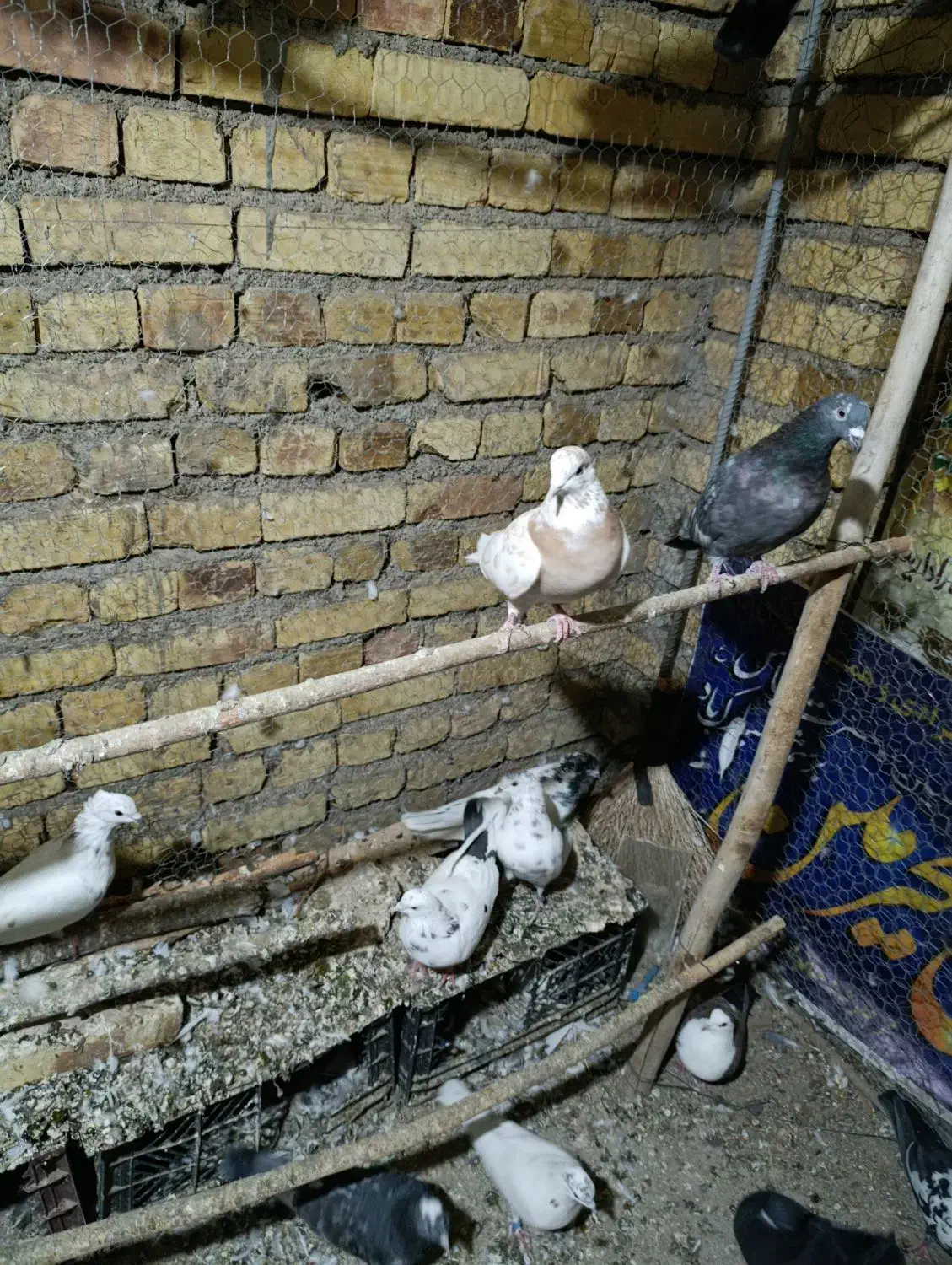 کاکلی|پرنده|خرمدره, |دیوار