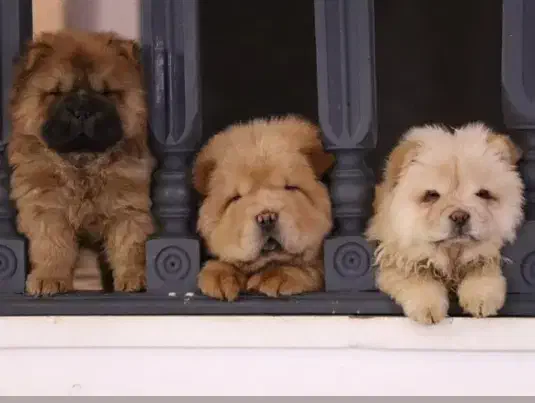 چاچاو|سگ|کرمان, |دیوار