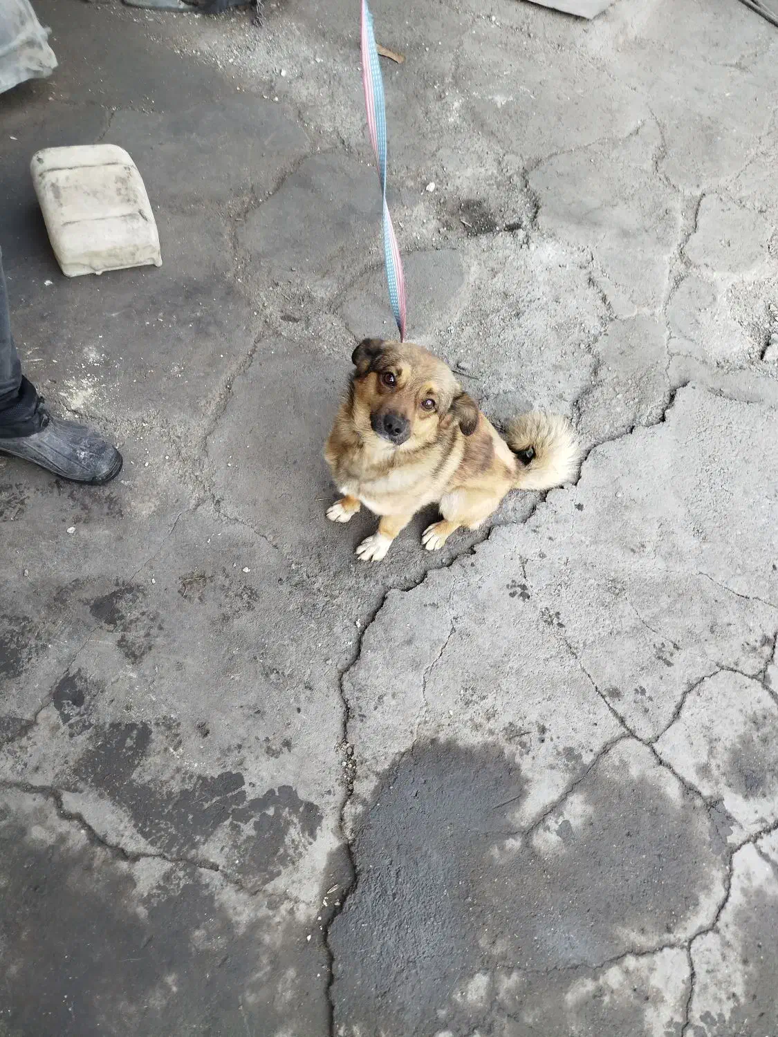 پامرین|سگ|مرند, |دیوار