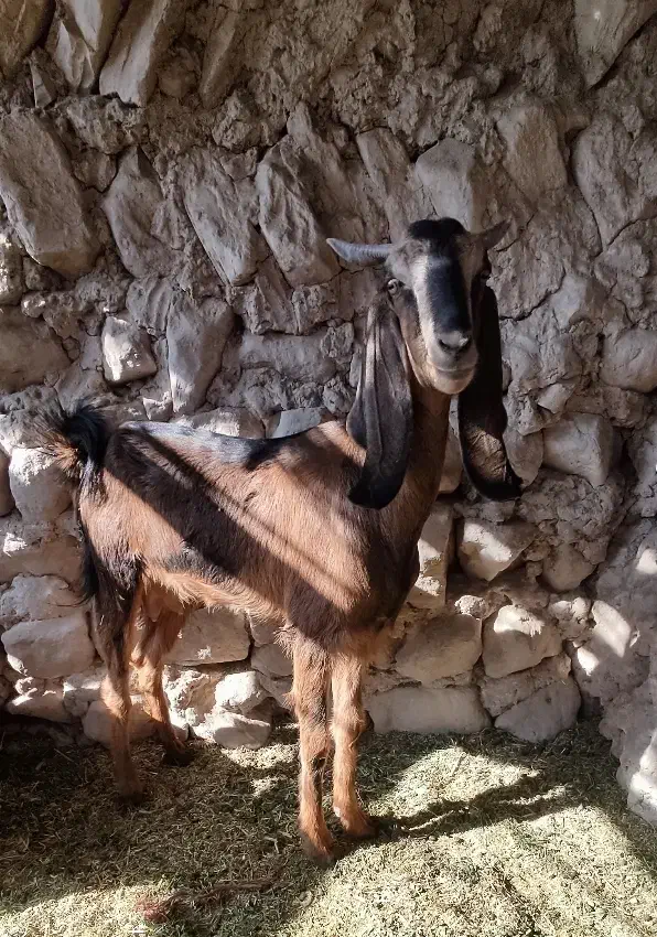 بز پاکستانی|حیوانات مزرعه|کرمان, |دیوار