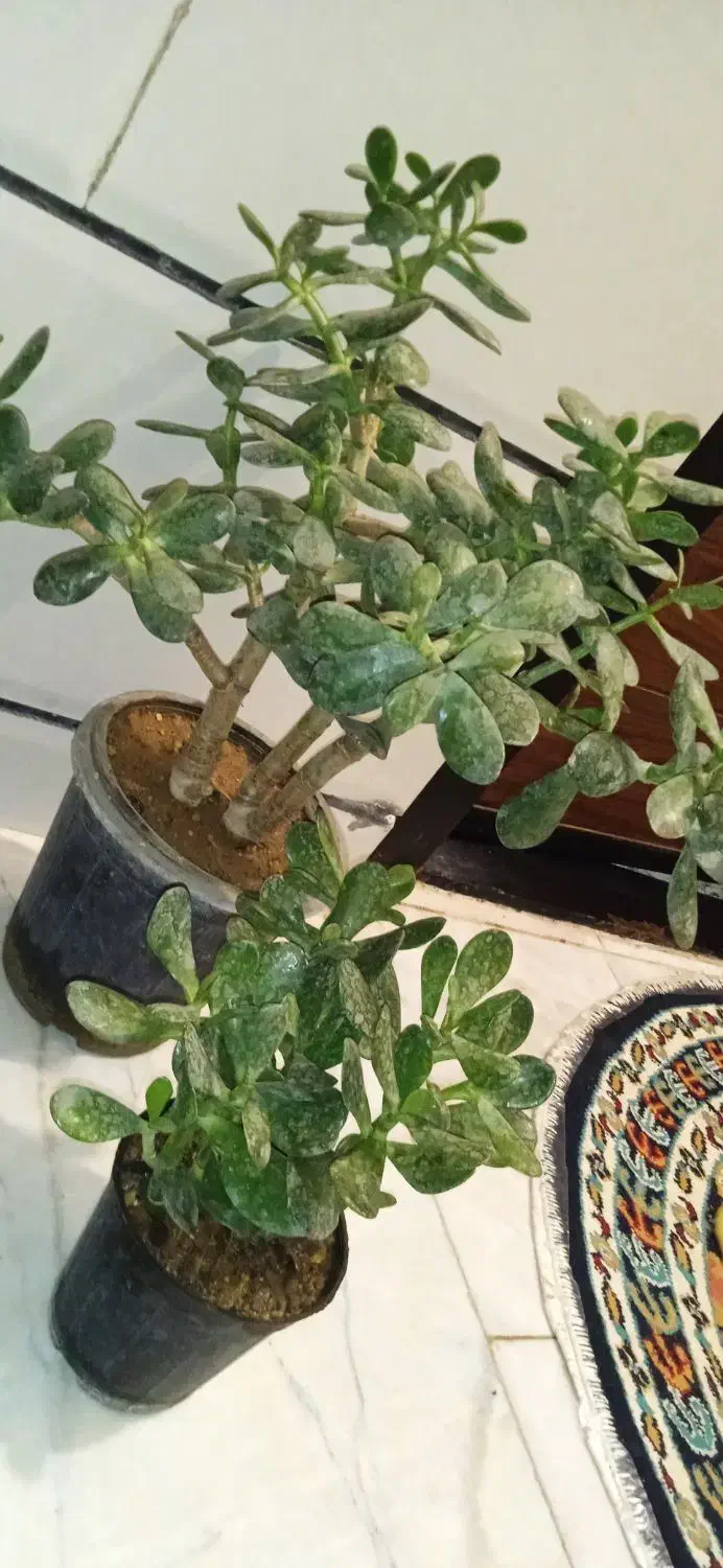 گل کادو روز مادر|گل و گیاه طبیعی|بروجرد, |دیوار