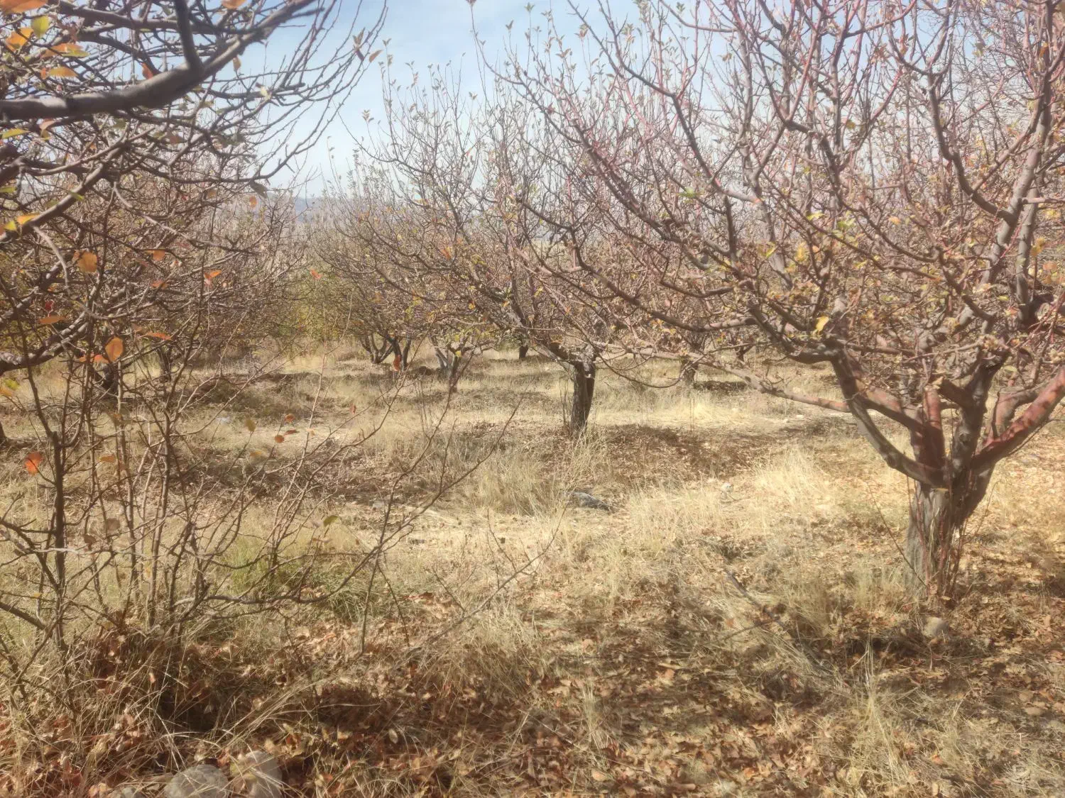 باغ سپیدار|فروش دفتر صنعتی، کشاورزی، تجاری|سپیدار, |دیوار