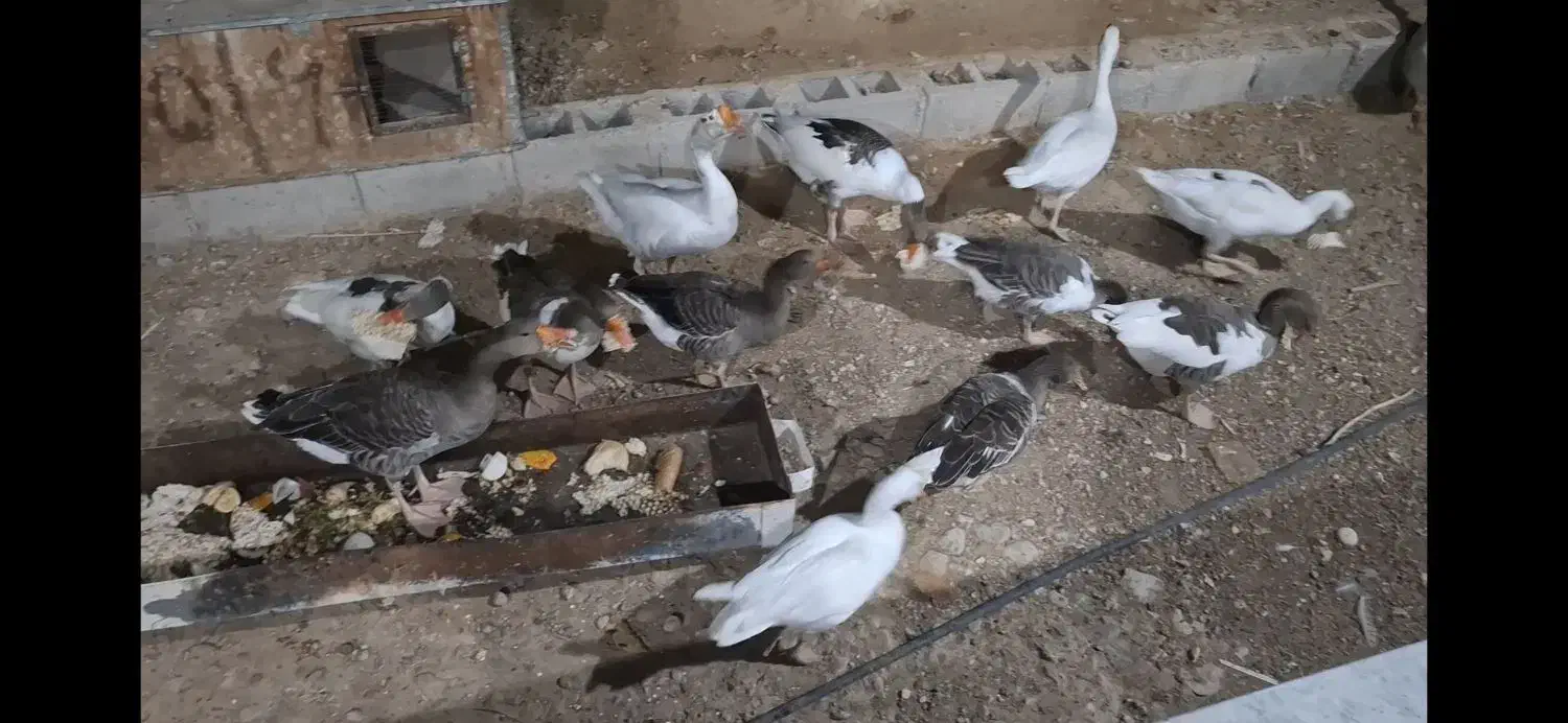 فروش غاز|پرنده|گله دار, |دیوار