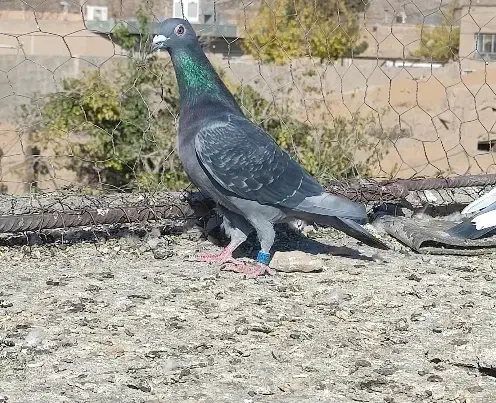 کبوتر|پرنده|مود, |دیوار