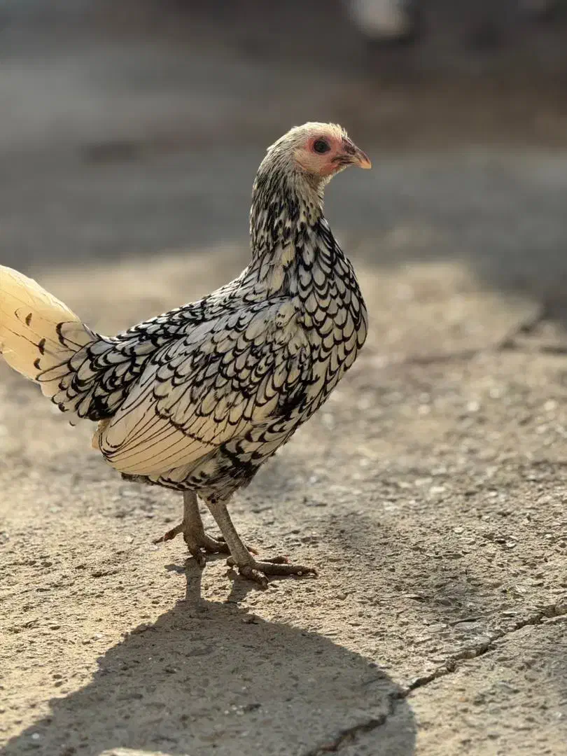 مرغ و خروس سبرایت|حیوانات مزرعه|بوکان, |دیوار