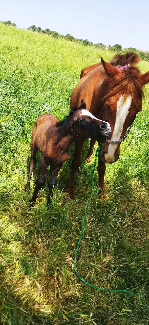 یک عد ماین با ماده|اسب و تجهیزات اسب‌سواری|سقز, |دیوار