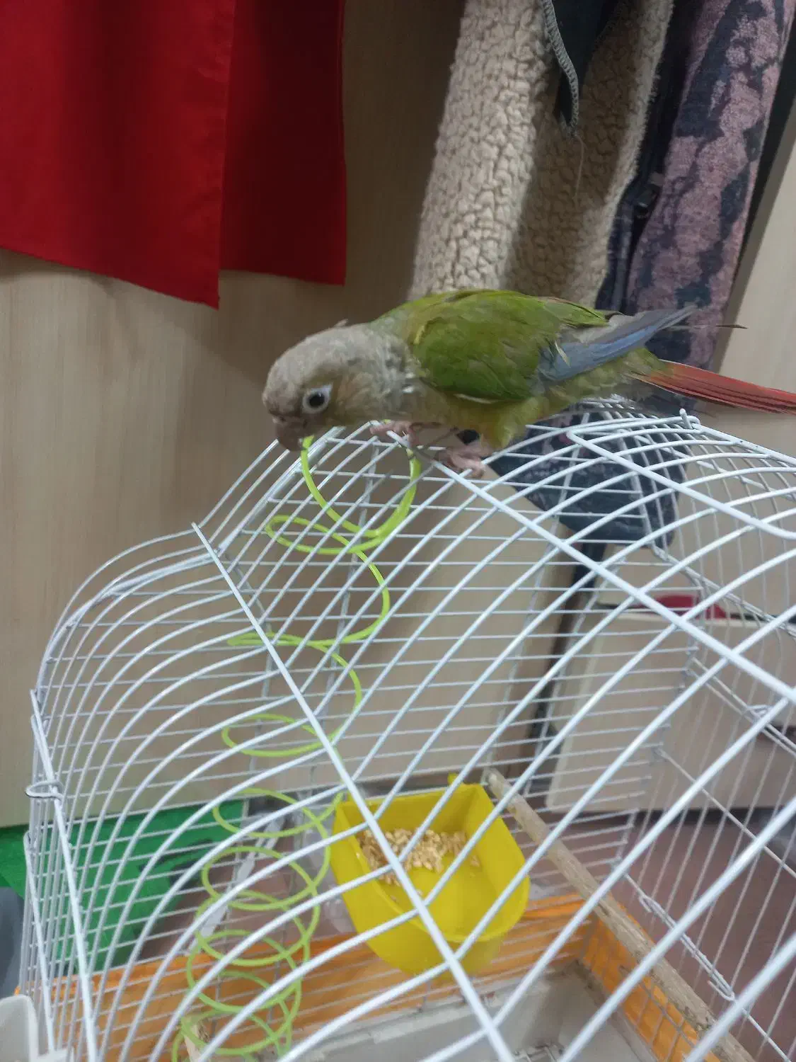 دارچینی طوطی|پرنده|زنجان, |دیوار