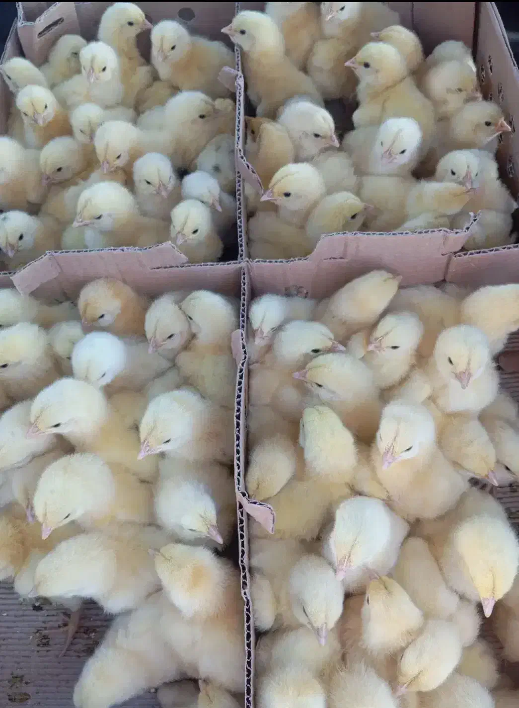 جوجه گوشتی راس ۳۰۸ از نژاد مرغ خروس سنگین وزن|حیوانات مزرعه|سیرجان, |دیوار