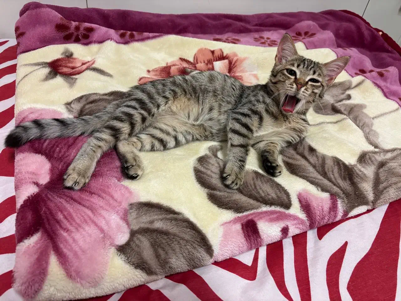 واگذاری گربه|گربه|بندر انزلی, جهانگانی|دیوار