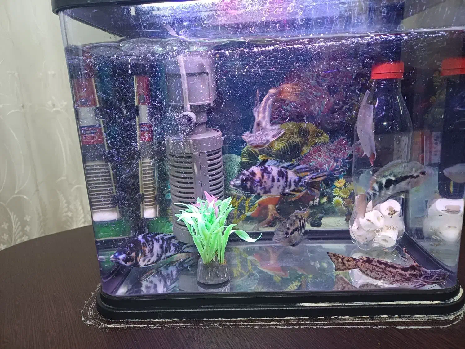 ماهی و آکواریوم|ماهی|ممقان, |دیوار