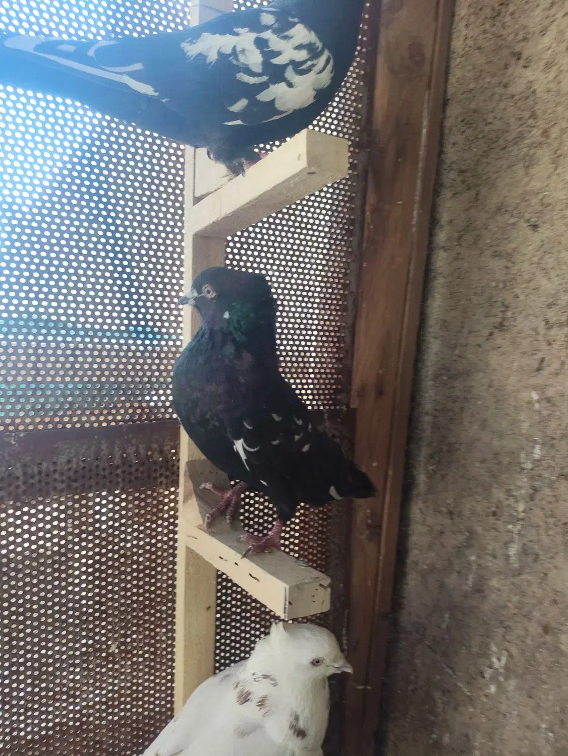 کبوتر|پرنده|مرودشت, فاز دوم شهرک فرهنگیان|دیوار