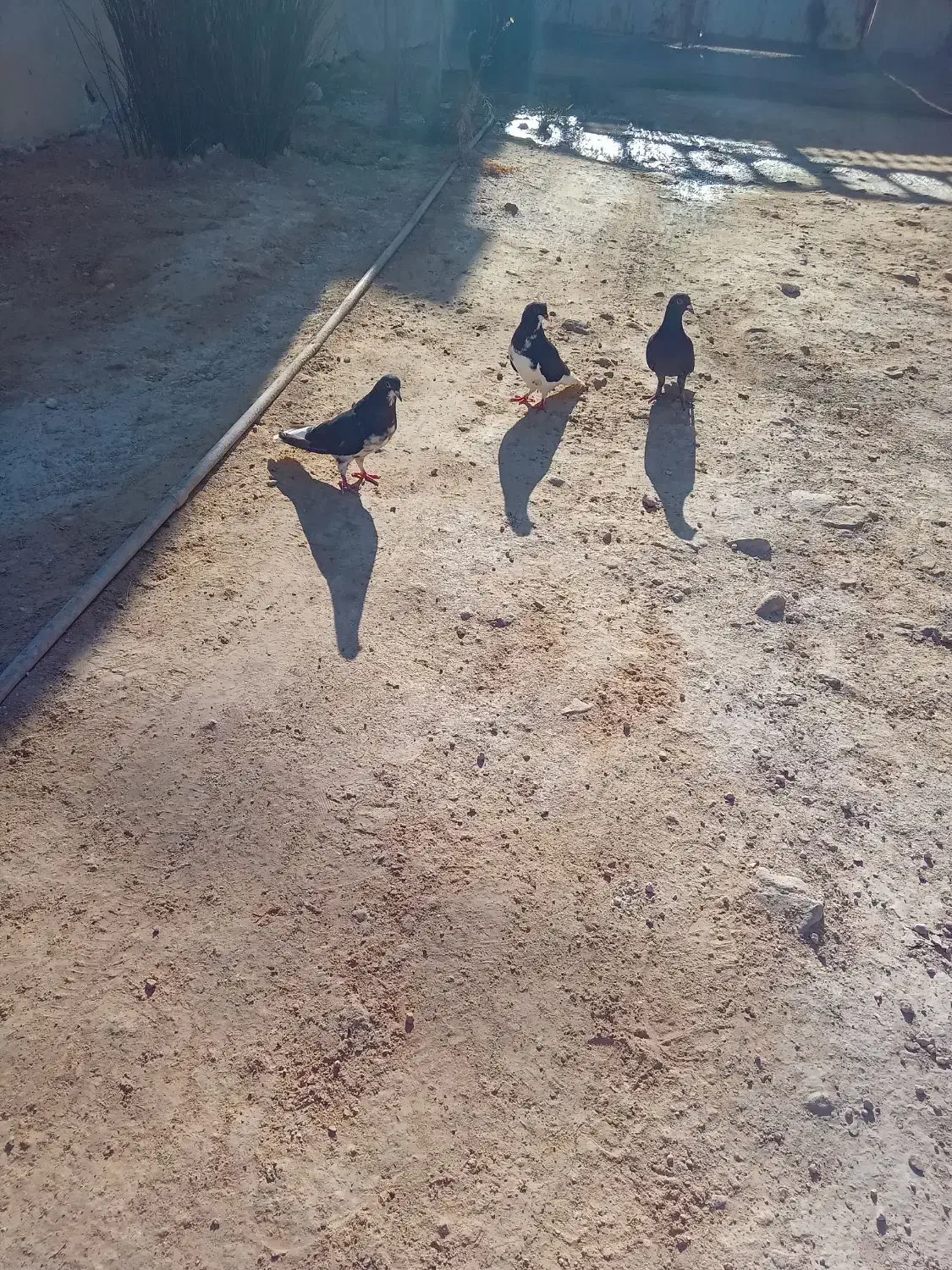 خوشرنگ سیا|پرنده|کوه چنار, |دیوار