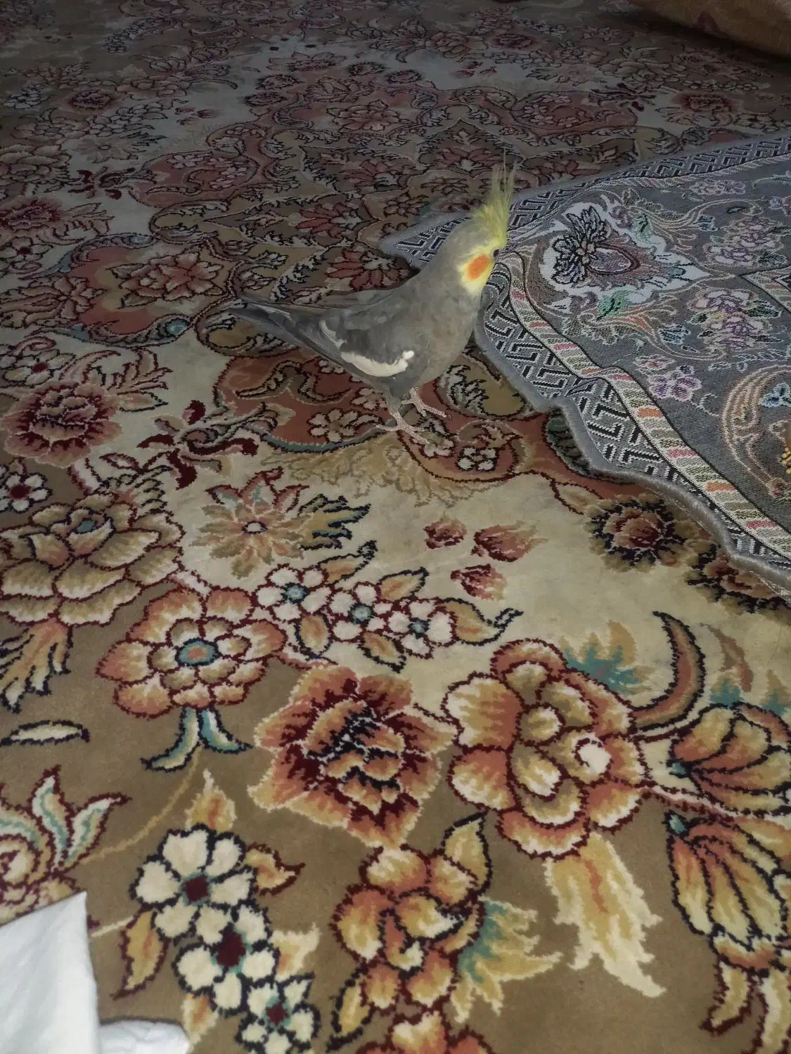 عروس|پرنده|مشهد, طبرسی شمالی|دیوار