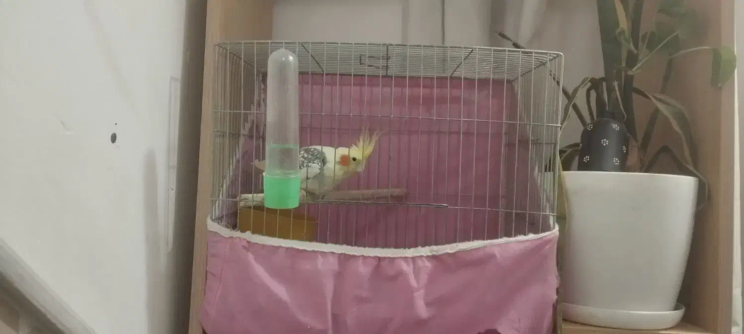 عروس هلندی|پرنده|قم, بنیاد|دیوار