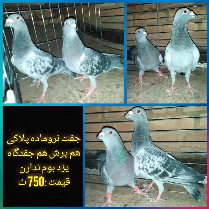 کفتر پلاکی، رنگی، مسافتی|پرنده|یزد, |دیوار