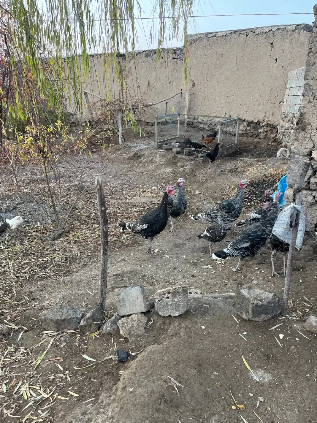 بوقلمون|حیوانات مزرعه|پلدشت, |دیوار