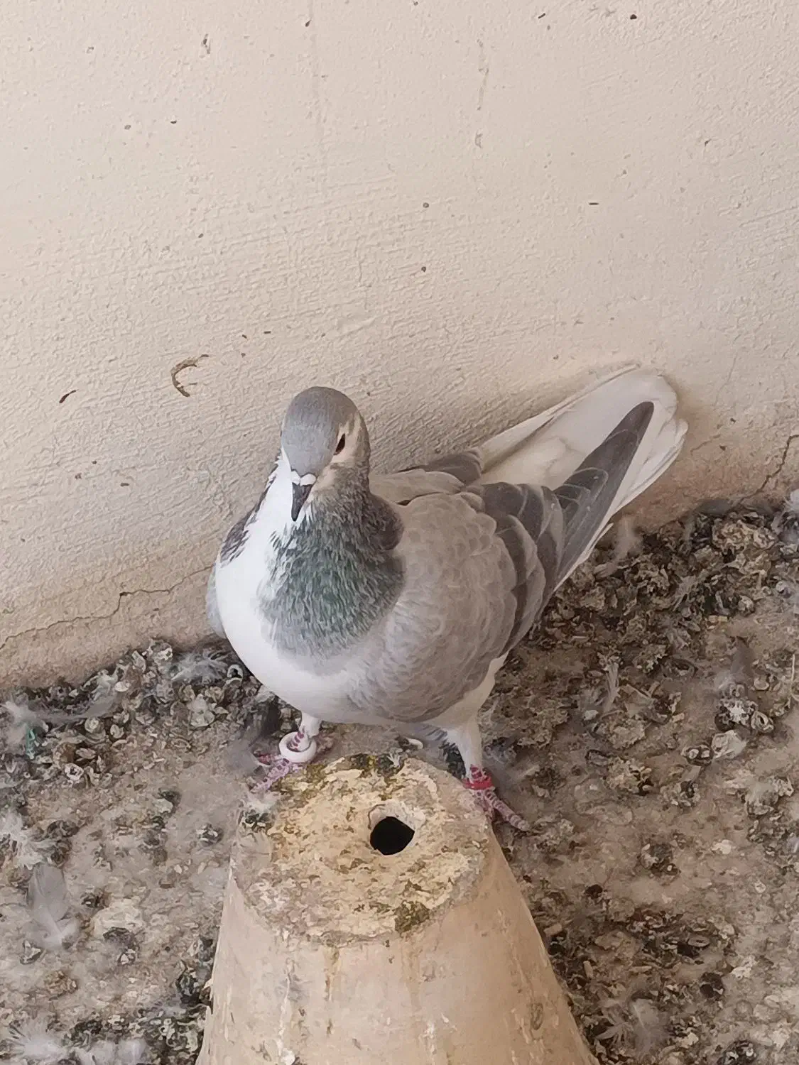 سینه دم پاک بدرنگ دمگیر|پرنده|شاهین‌شهر, نبوت|دیوار