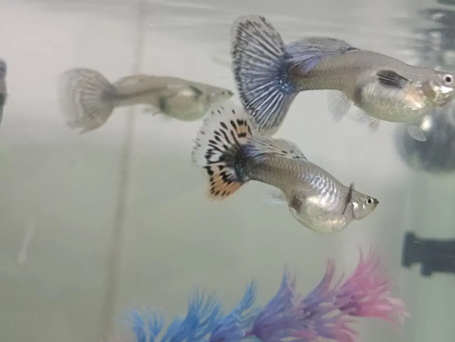 کپی بیگ ایر رد موزاییک|ماهی|بروجرد, |دیوار